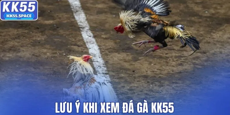 Lưu ý khi trải nghiệm đá gà KK55